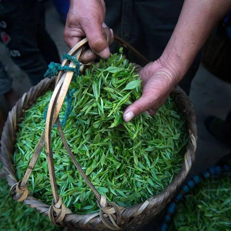 洞庭碧螺春(图2)