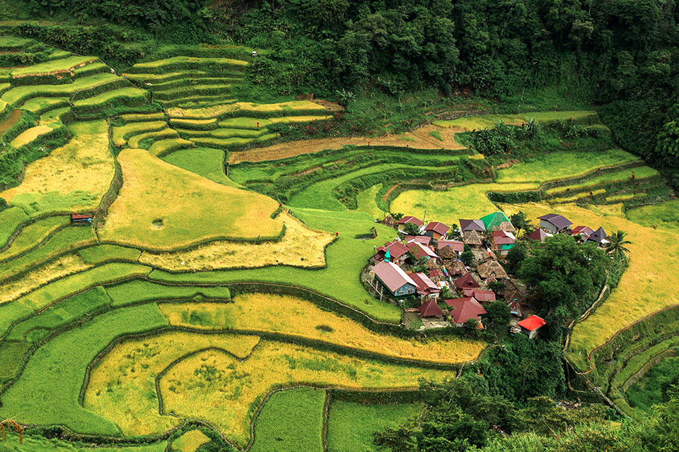 巴拿威梯田