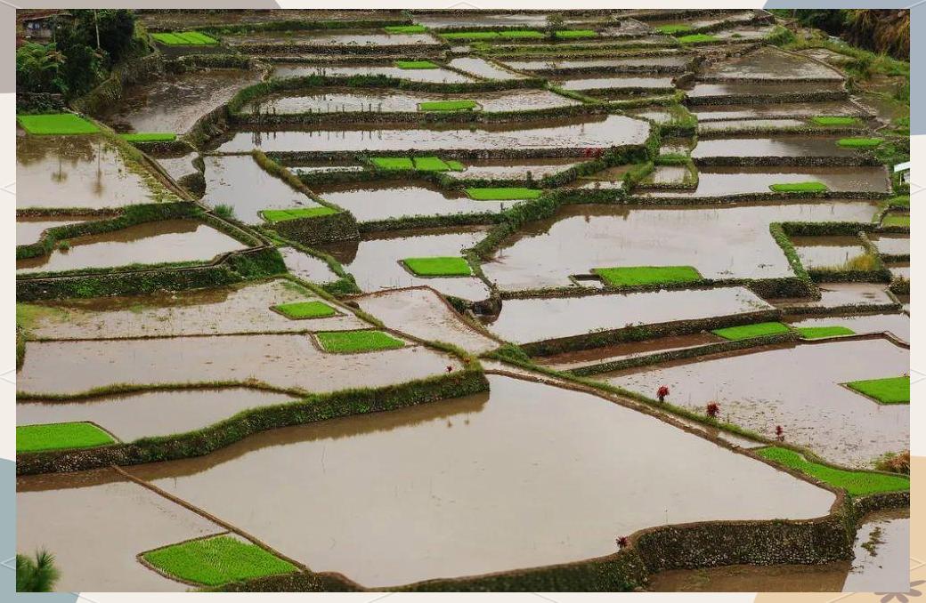 巴拿威梯田(图3)