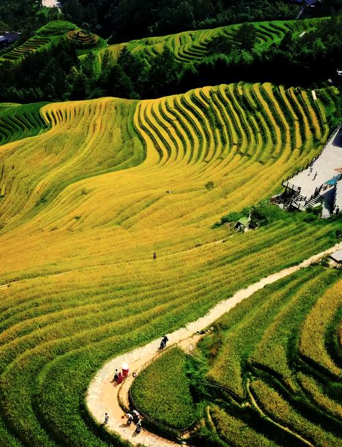 龙脊梯田
