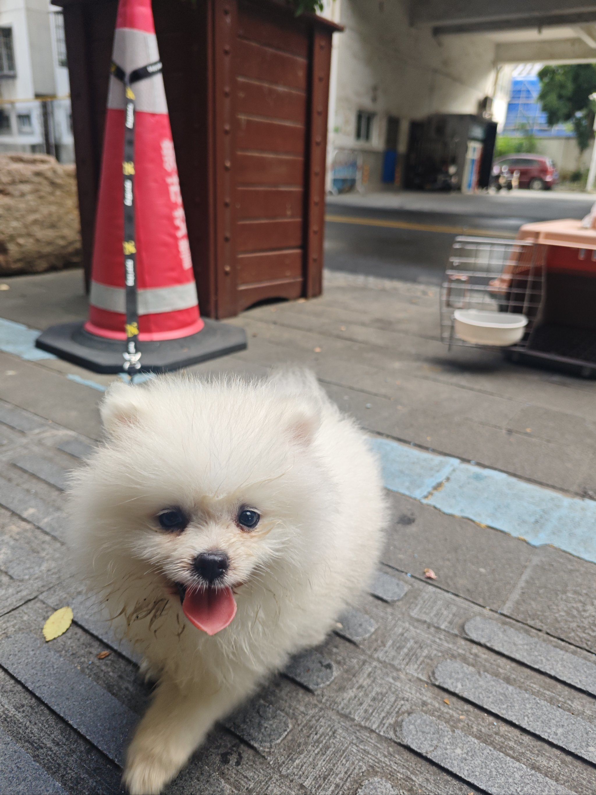 宠物饲养(图3)