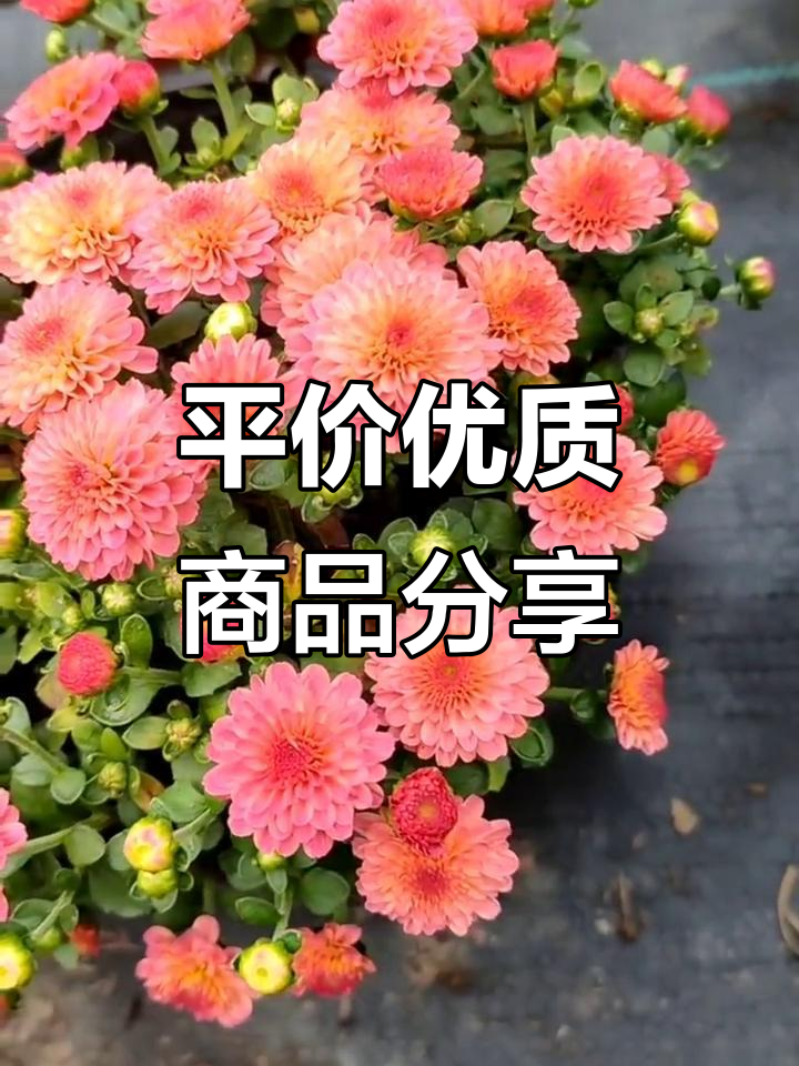 平价好物(图6)
