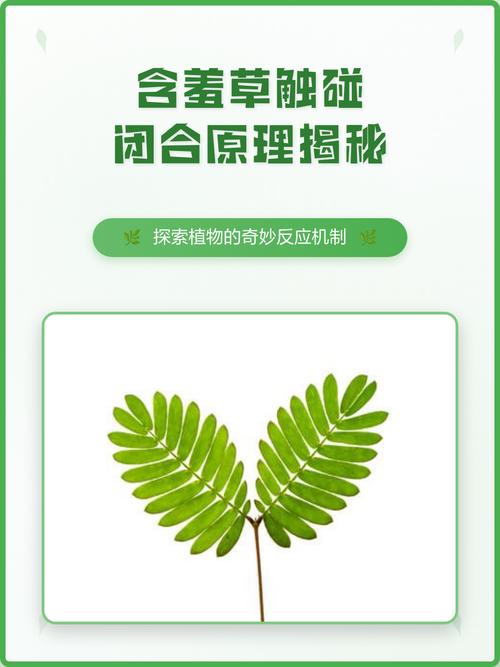 含羞草闭合原理